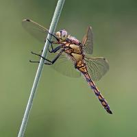 Black-Tailed Skimmer female 3 